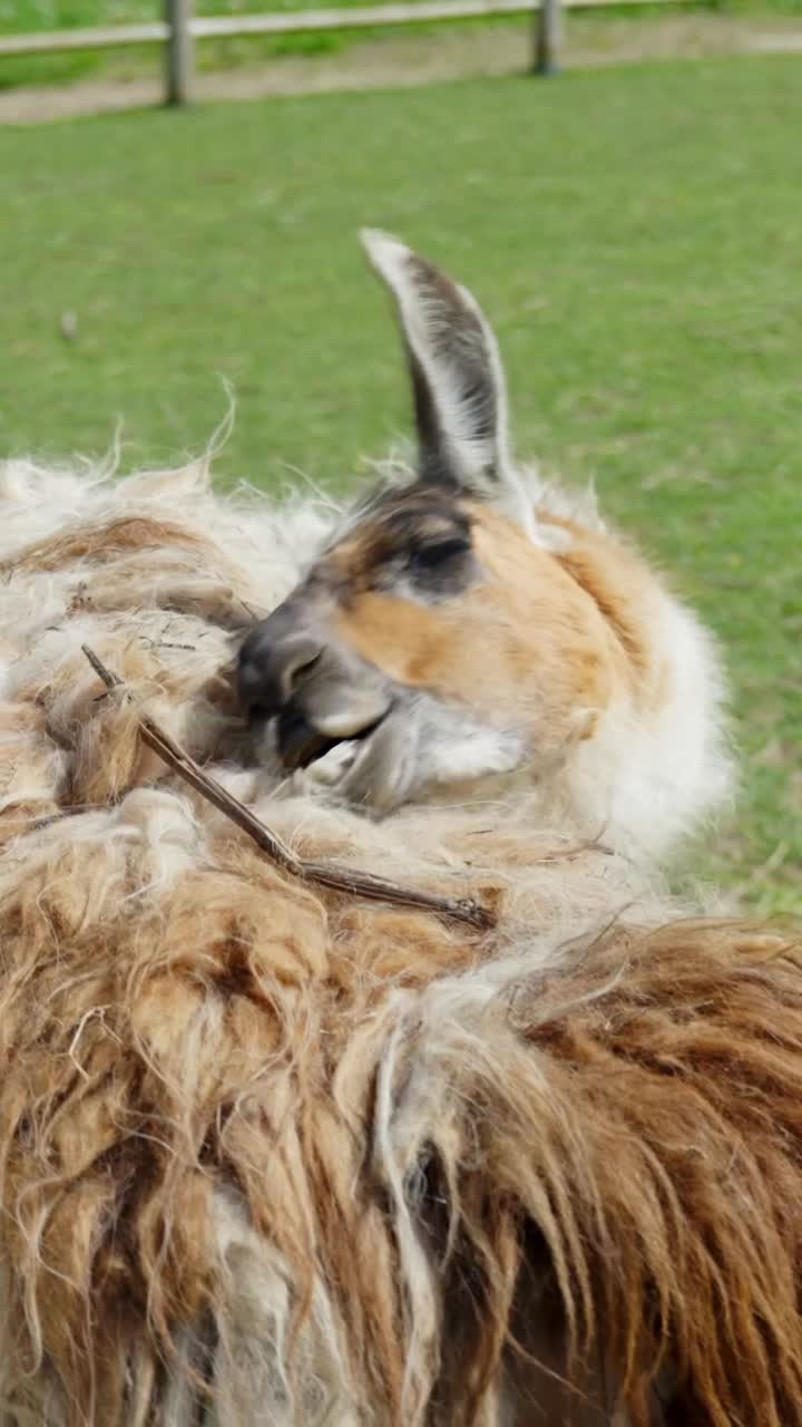 Vertical close-up of a llama (Lama glama) chewing with a twig caught in its matted wool, grassy background in a zoo or farm enclosure, textured fur and ears up, natural dayligh, slow motion