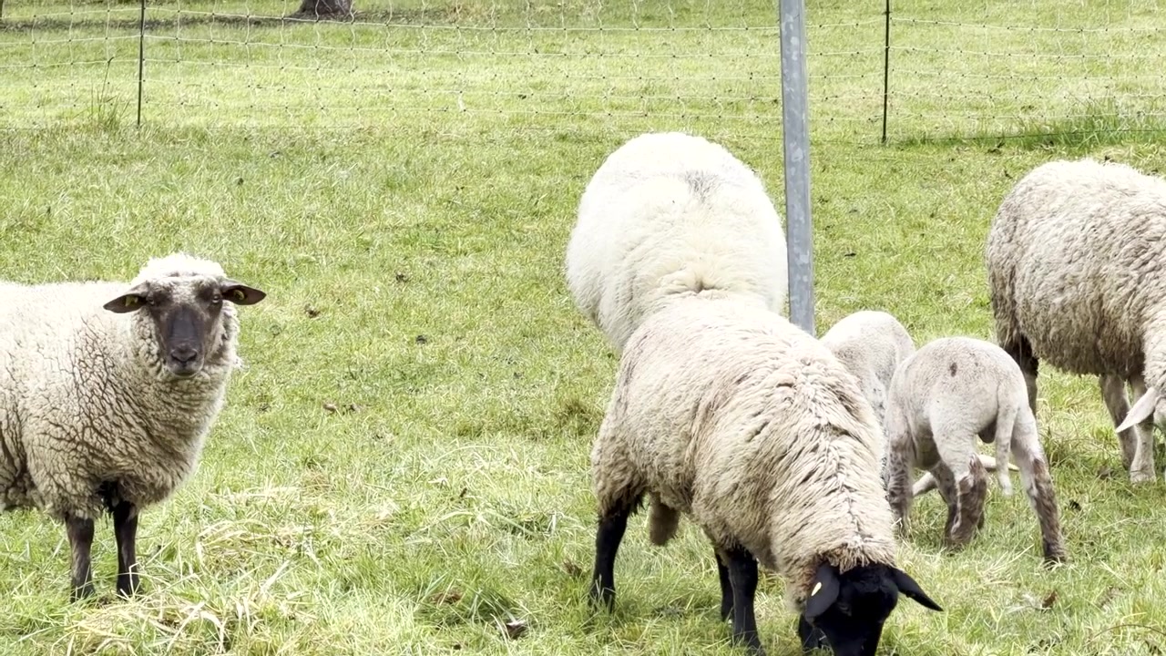 Pecore pascolano nel pascolo; alcune di esse hanno la faccia nera, inquadratura statica.