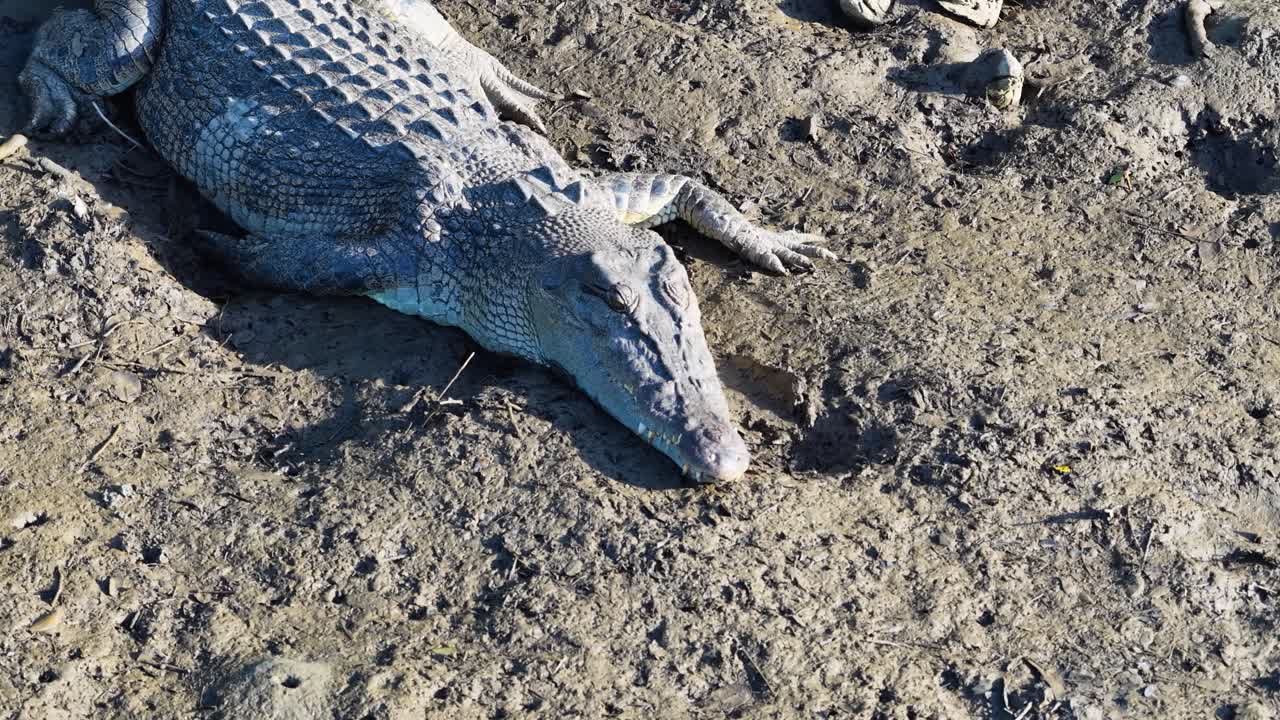 A saltwater crocodile lies motionless on a sunlit riverbank in Port Douglas, showcasing its textured scales and powerful presence