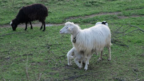 Mother-sheep-feeding-hungry-lamb-on-green-pasture-in-Sardinia,-Italy