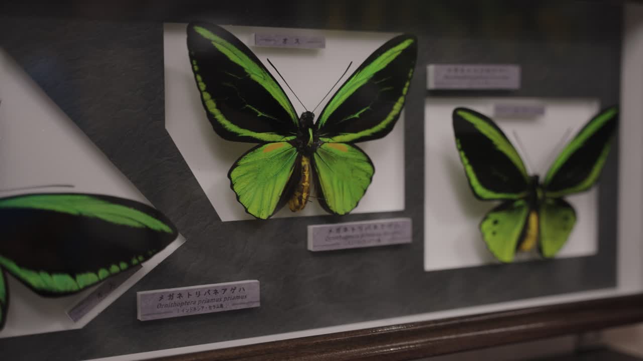 Green and Black Butterflies Pinned in Display Cast in Insect Museum