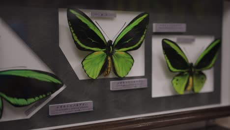 green and black butterflies pinned in display cast in insect museum