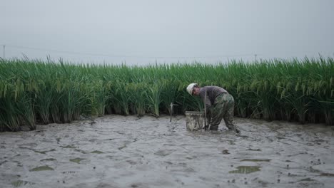 farmer working in a rice paddy