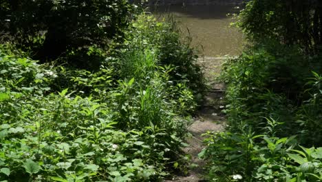 leyline leading to water surrounded by greenery