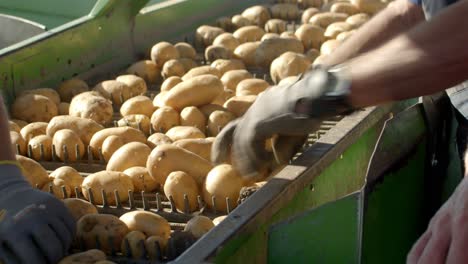 mensen die de geoogste aardappelen sorteren op een lopende band
