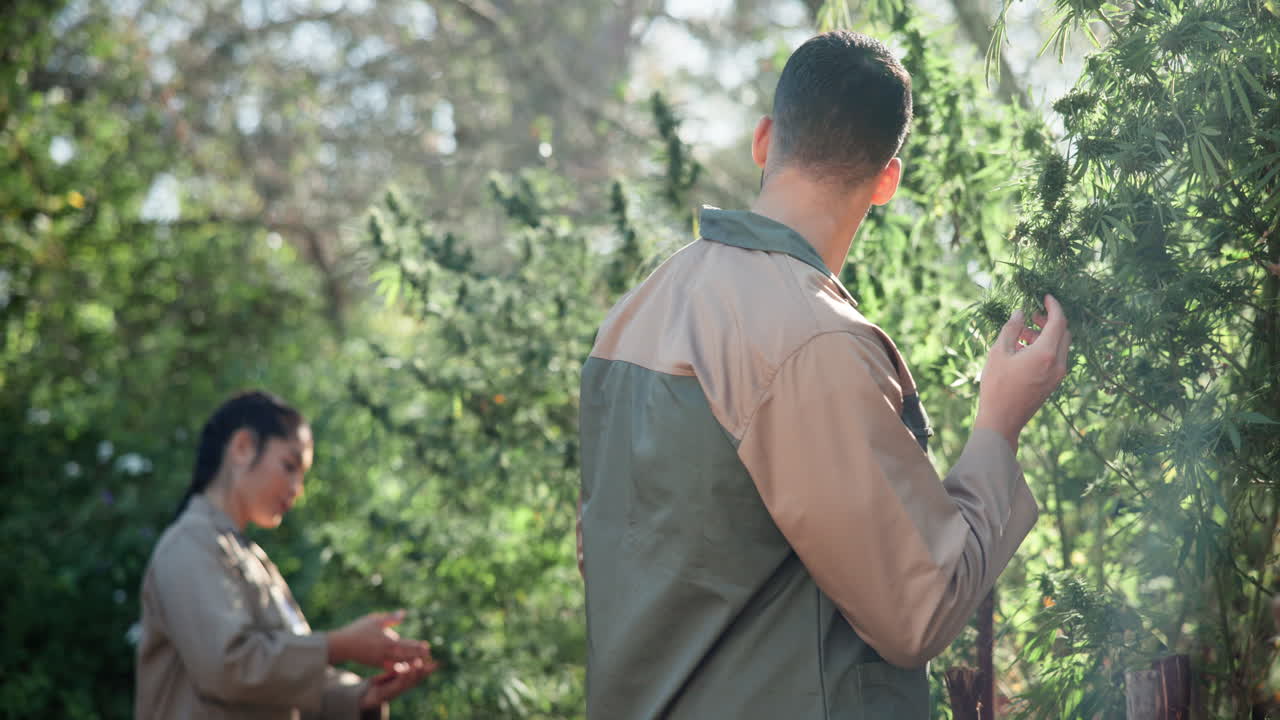 People tending to cannabis plants on a farm