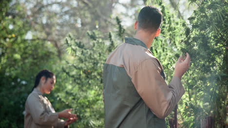 people tending to cannabis plants on a farm