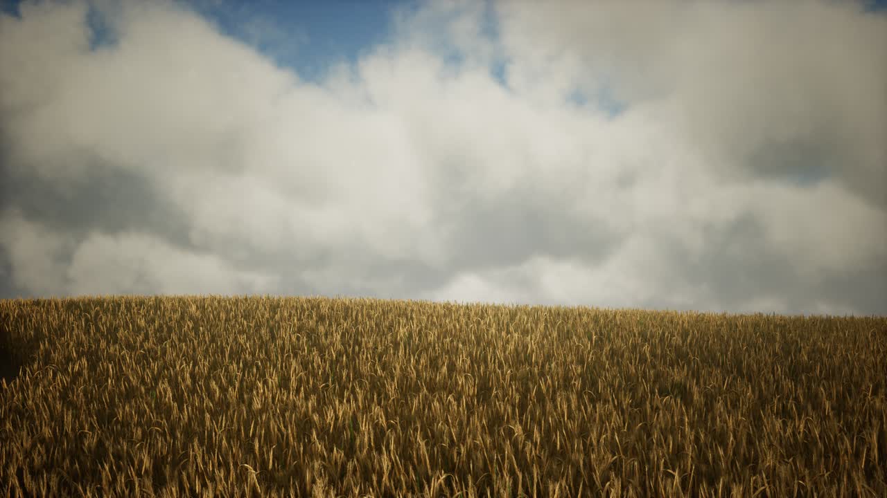 Dark stormy clouds over wheat field