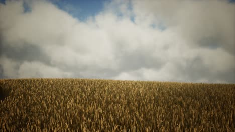 dark stormy clouds over wheat field