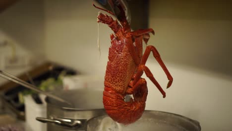 slowmo - taking out boiled new zealand fresh crayfish from a pot of hot water