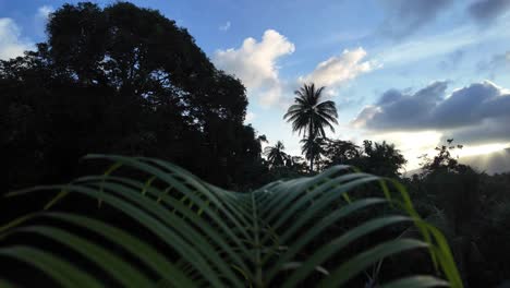 Static-image-of-a-dancing-plant-swaying-in-the-wind-against-a-backdrop-of-blue-sky-adorned-with-marvelous-clouds,-in-Koh-Tao,-Thailand