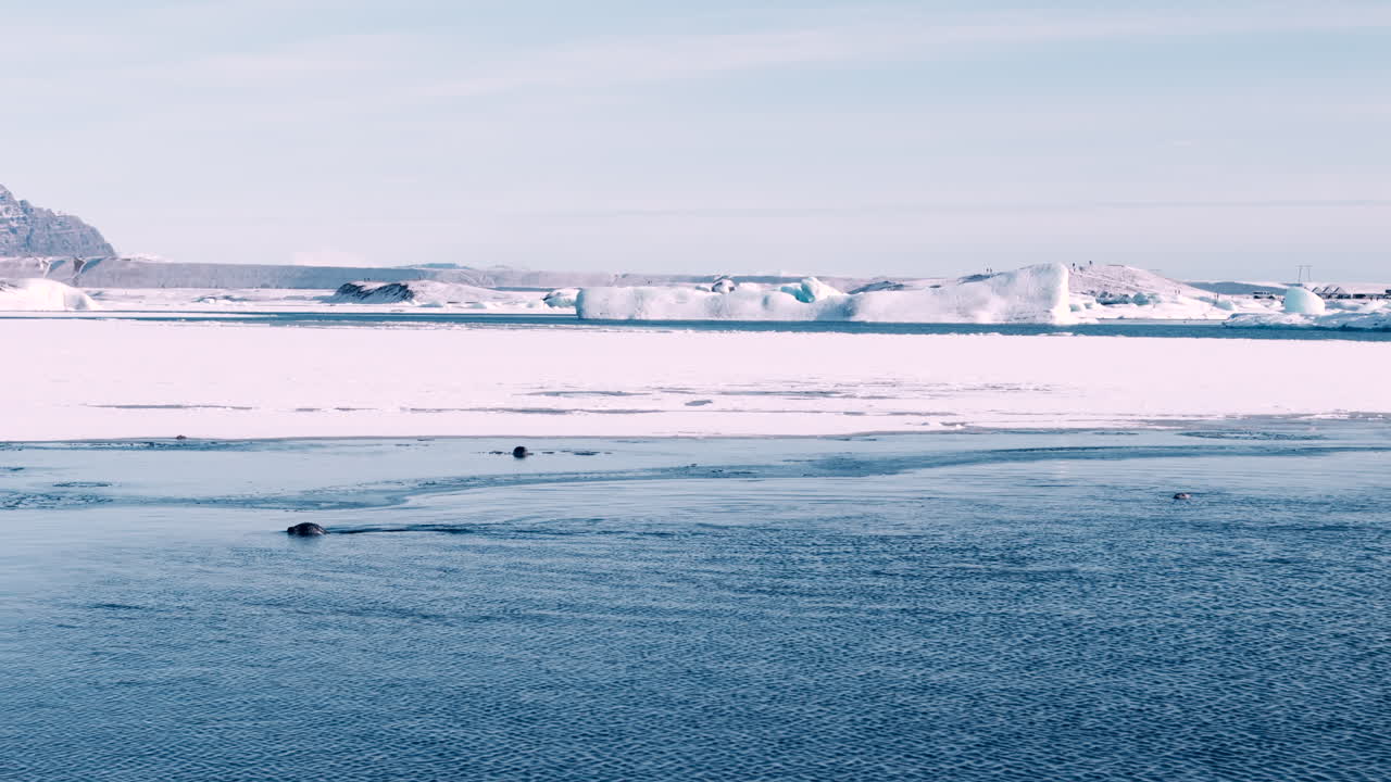 아이슬란드의 푸른 물에서 머리를 어내는 해파리, 카메라를 따라, 눈 인 풍경 jökulsárlón