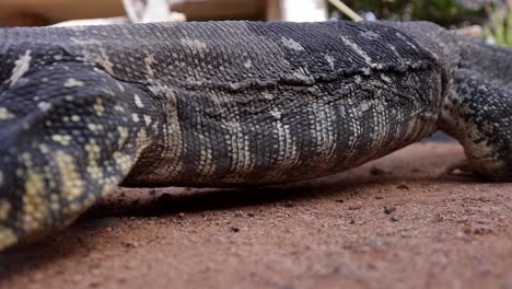 Detalles-De-La-Piel-Del-Lagarto-Monitor-De-Garganta-Negra-Mientras-Se-Aleja-En-Primer-Plano