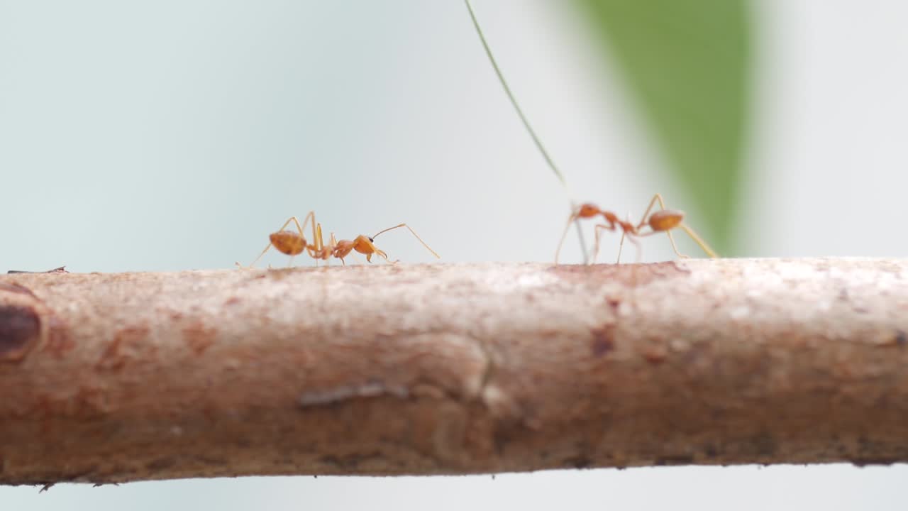 hormigas rojas caminando sobre el tronco de un árbol con fondo de naturaleza verde borroso