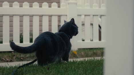 a curious black cat is seen up close beside a white wooden fence