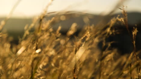 una toma cinematográfica de enfoque superficial mientras las altas hierbas africanas se balancean en la brisa al atardecer