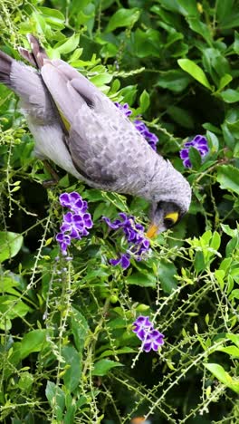 el pájaro aleta y se alimenta de flores púrpuras