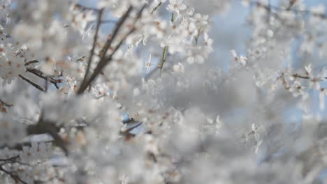 Die-Schönheit-Der-Kirschblüten-Wird-In-Einer-Nahaufnahme-Präsentiert,-Wobei-Ein-Unscharfer-Hintergrund-Ihr-Zartes-Aussehen-Unterstreicht