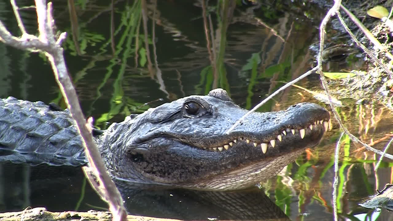 un caimán en los everglads levanta la cabeza 1