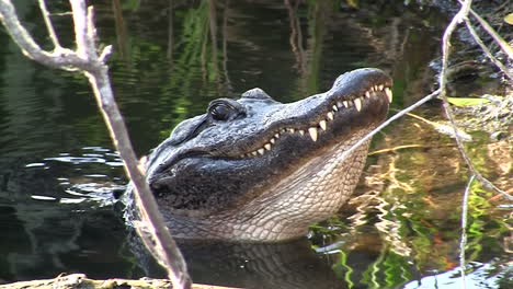 an alligator in the everglads raises his head 1