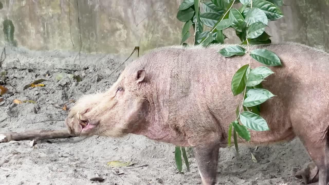 A Bornean bearded pig stands still in a zoo enclosure with natural daylight and foliage