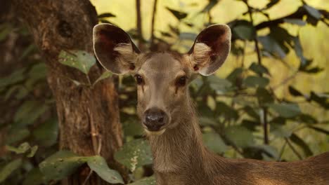 sambar rusa unicolor es un gran ciervo nativo del subcontinente indio, el sur de china y el sureste de asia que está catalogado como una especie vulnerable. parque nacional de ranthambore sawai madhopur rajasthan india