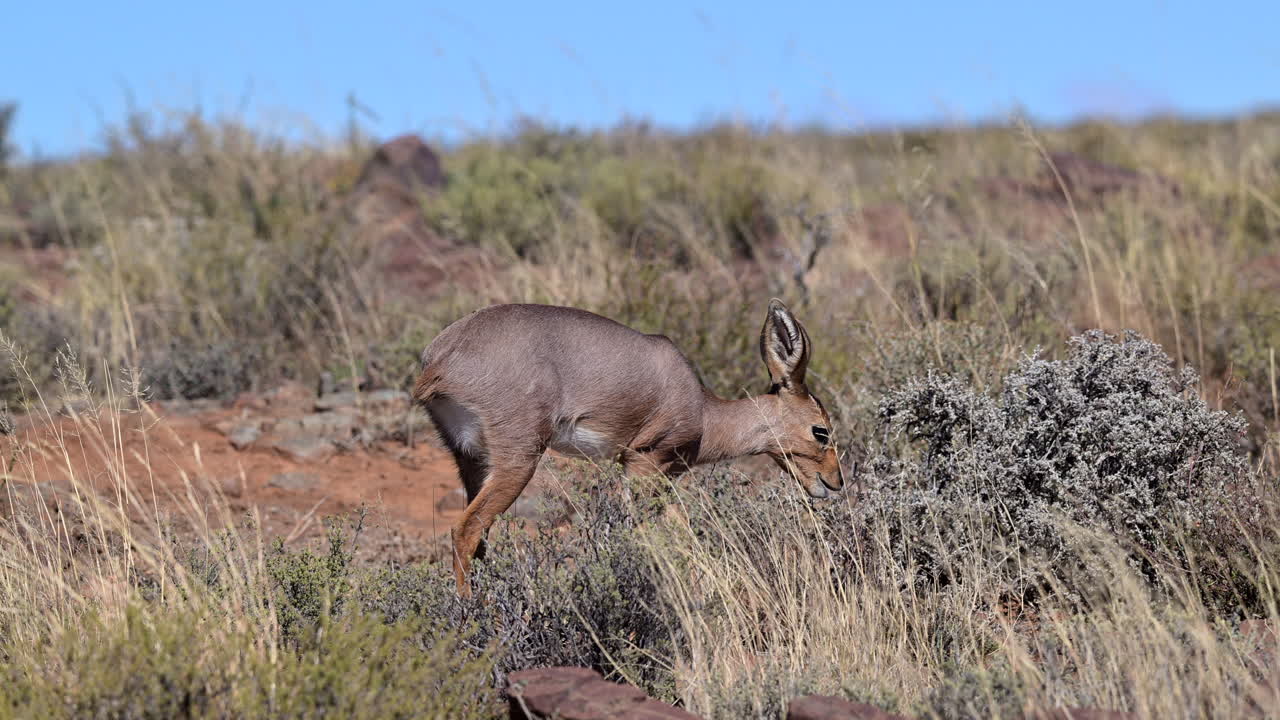 hembra de steenbok caminando por las rocas alimentándose de arbustos