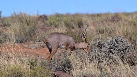 Steenbok-female-walking-on-rocks-feeding-on-shrubs