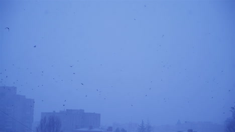 flock of crows flying around a building. birds fly in winter conditions