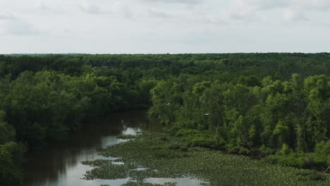 Wildtierszene-über-Sümpfen-Und-Vegetation