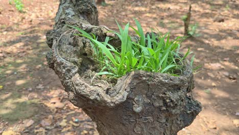 grass growing in a damaged part of a tree,