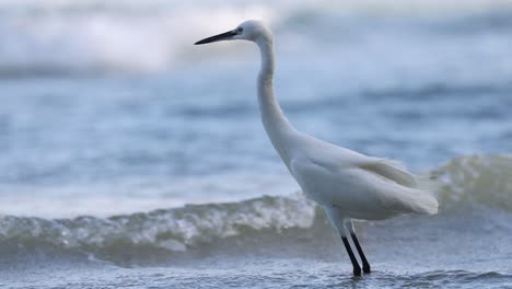 great egret walking by the ocean waves