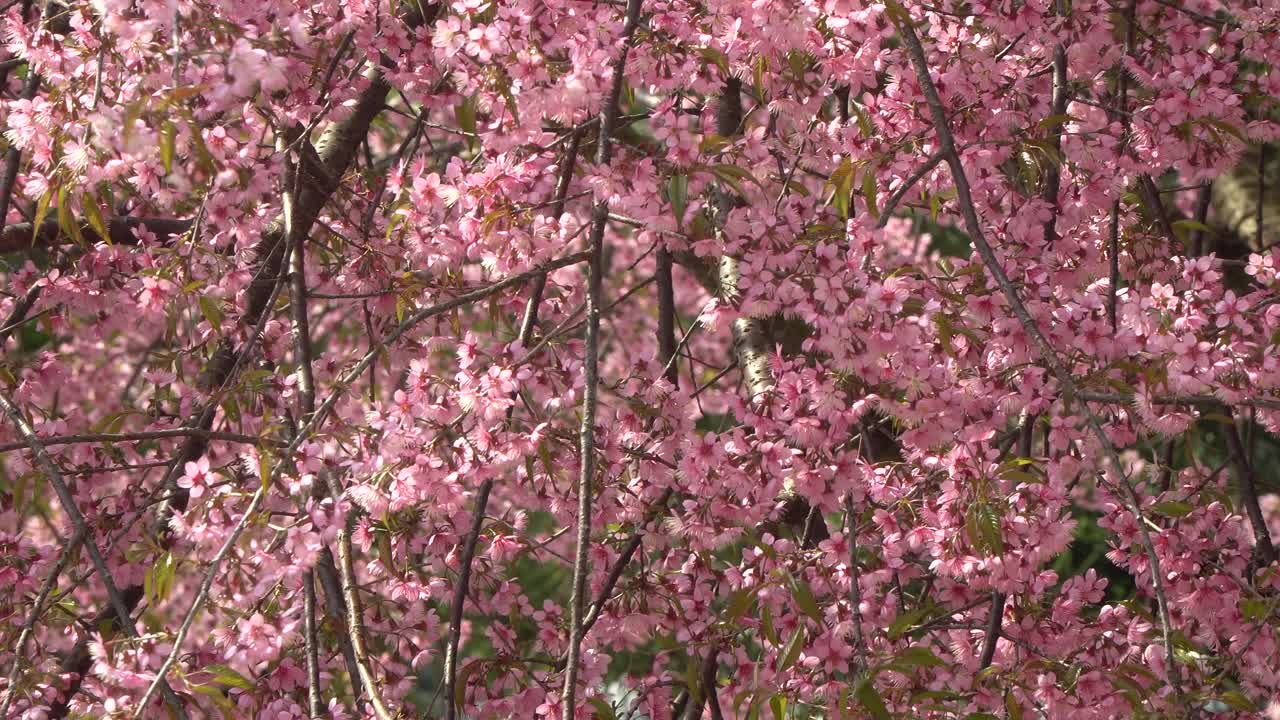 flor de cerezo rosa japonesa que florece en tailandia en enero