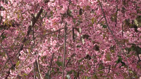 Pink-Japanese-cherry-blossom-blooming-in-Thailand-in-January