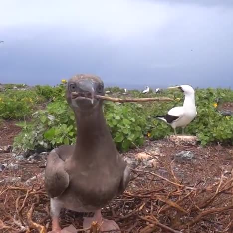 Red-Footed-Booby-Birds-Play-In-Their-Nest