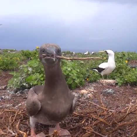 pájaros piqueros de patas rojas juegan en su nido