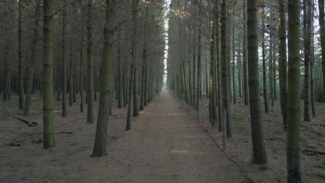 Tracking-In-Through-The-Tall-Pine-Trees-At-Bottle-Lake-Forest-Christchurch-New-Zealand