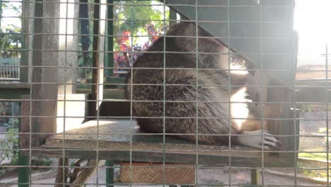 Cute-Racoon-in-a-zoo-cage-with-sunlight-beam-in-the-background-4K-30-FPS