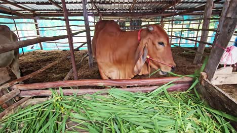 Farmers-feed-cattle,-nourishing-the-day-with-abundant-grass
