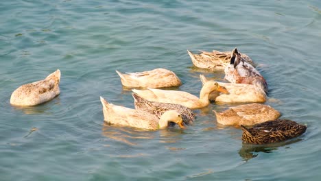 Bengalische-Oder-Bangladeschische-Einheimische-Enten-Sitzen-Und-Schwimmen-Als-Herde-Bei-Der-Teichfütterung