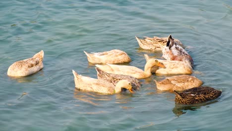 bengali or bangladeshi native duck sit and swim as flock in pond feeding