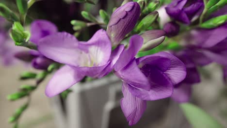 primer plano de flores de color púrpura con brotes verdes