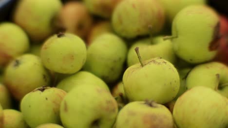 macro of green feral apples