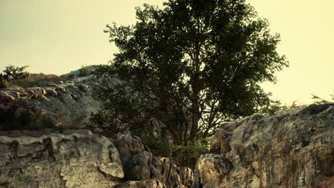 big tree with rock formations on the mountainside