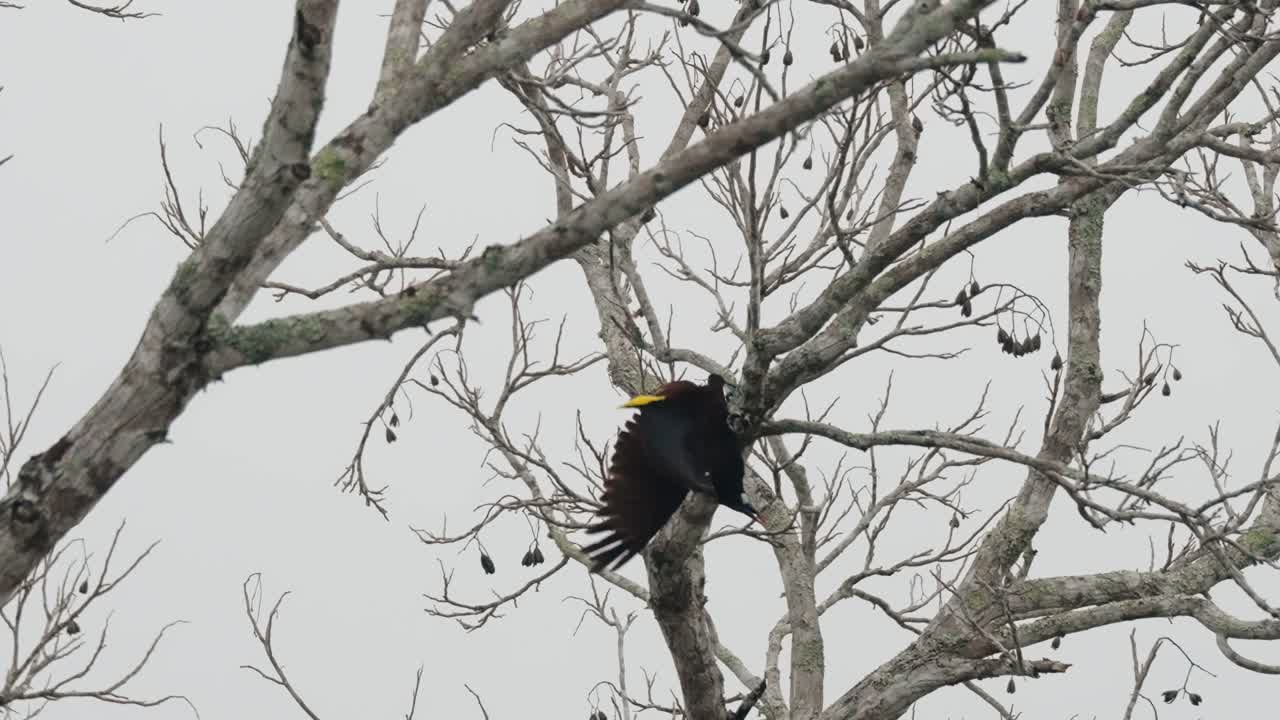 A Montezuma oropendola displays its unique posture while clinging upside down from a bare tree branch in Tikal.