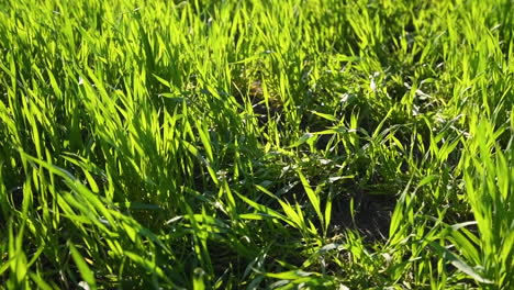 Green-wheat-grass-field,-close-up-low-angle-view