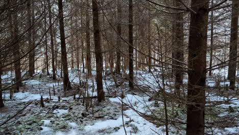 close handheld shot inside a dry autumn forest with snow, fpv pov skyline through branches during sunny winter morning landscape