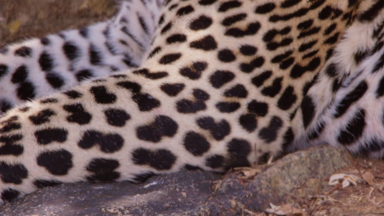 Corpo di leopardo sdraiato su una roccia nella savana a mezzogiorno