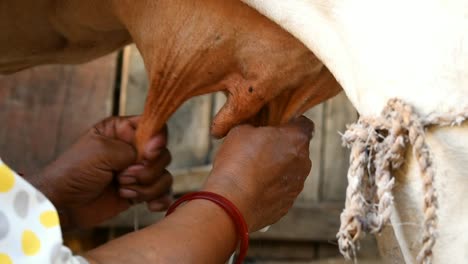 close up of a womans hand milking cow