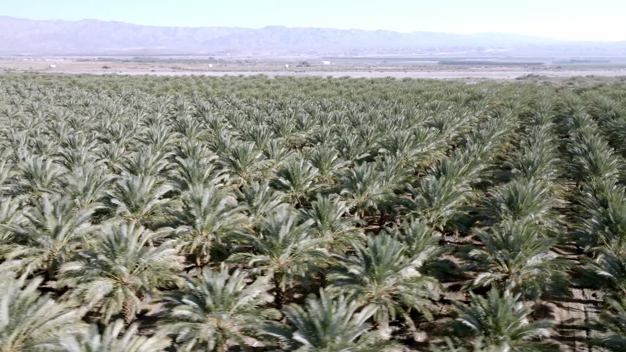 Large palm tree nursery in Coachella, California with drone video close up low and moving in a circle